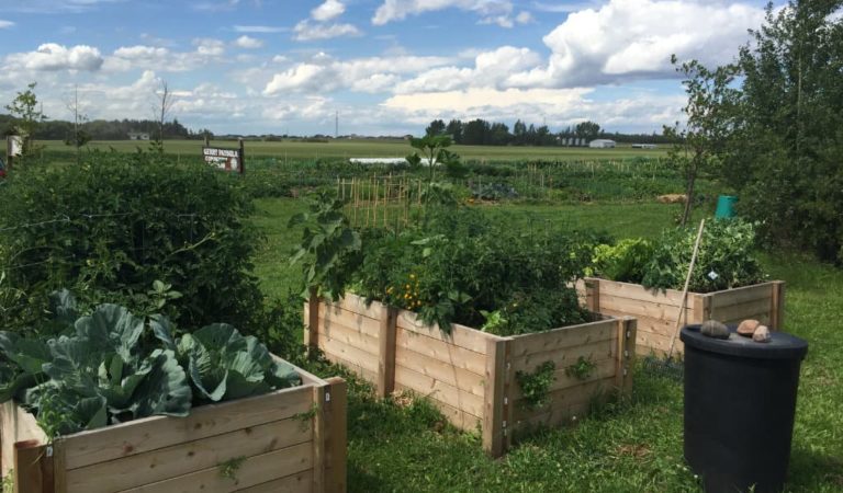 Beaumont Community Gardens 2 768x450